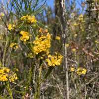 NSW bushwalking and wildflower 