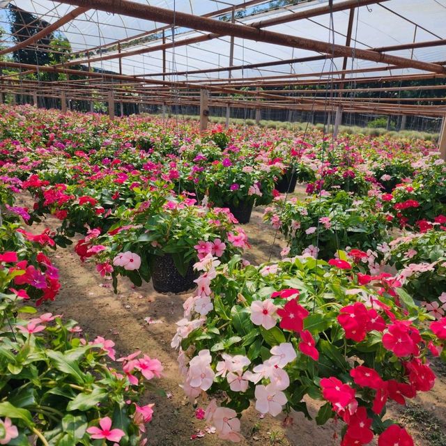 Chiangmai blooms 