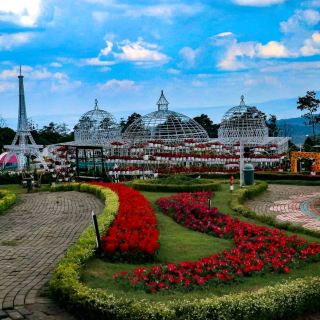 CELOSIA FLOWER PARK