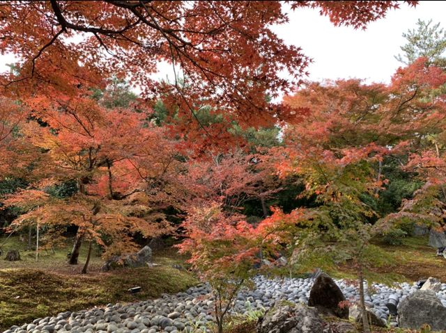 京都[紅葉めぐり]    　ー獅子吼の庭ー　宝厳院にて心を癒す