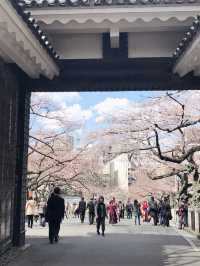 さくら満開と卒業式の時