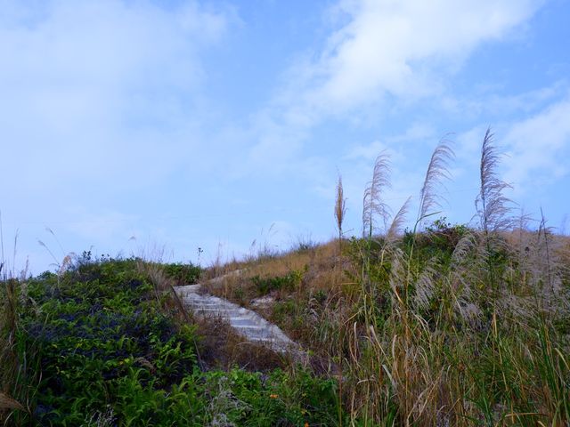 芒草仙境
