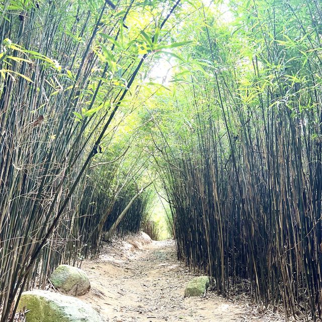 河背水塘，香港既嵐山