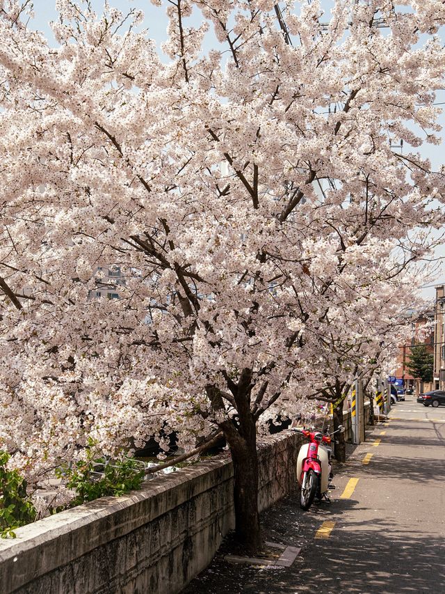 서울의 숨은 벚꽃 명소, 방학천