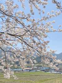 드라이브하면서 보기 좋은 전북 고창 벚꽃길 🌸