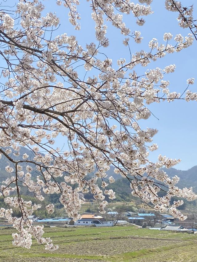 드라이브하면서 보기 좋은 전북 고창 벚꽃길 🌸