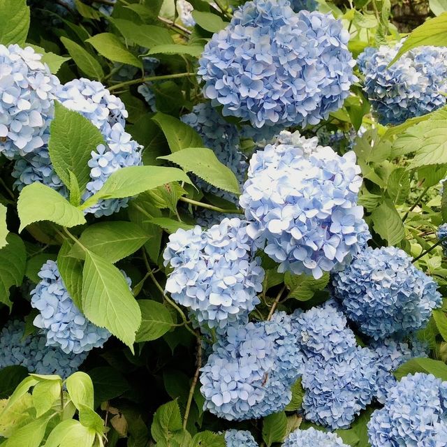 【神奈川県】明月院ブルーを愛でる！