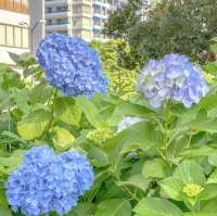 高島中央公園の遊具と紫陽花