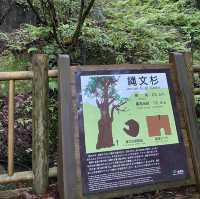 屋久島！縄文杉トレッキング