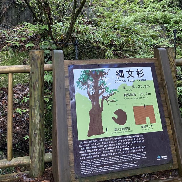 屋久島！縄文杉トレッキング