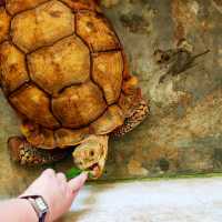 Life Turtle & Tortoise Museum of Singapore