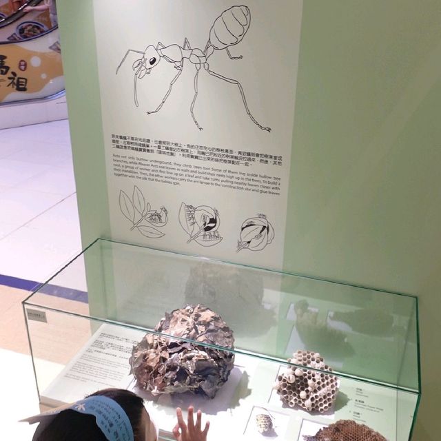 同仔仔一樣冇手尾動物免費展覽