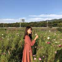 부산 코스모스 보러 가기 좋은 곳, '삼락생태공원'