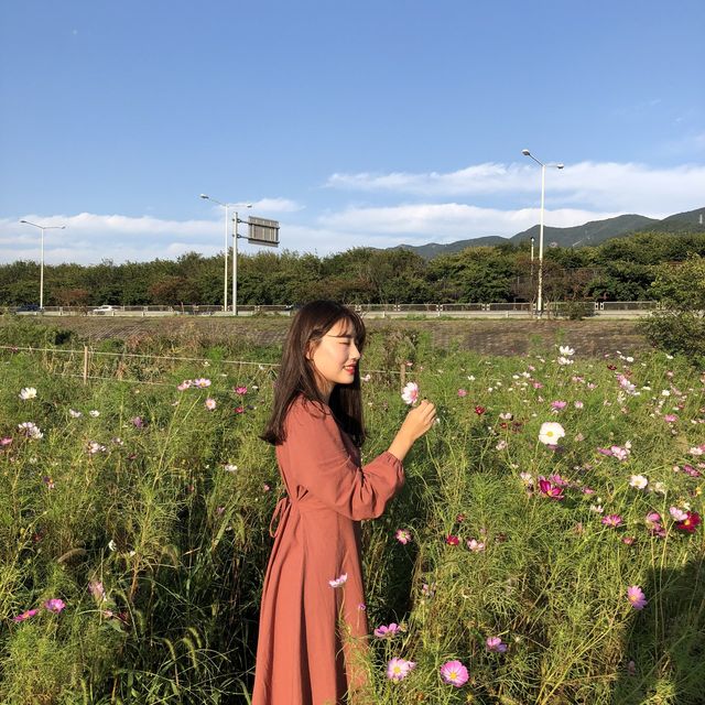 부산 코스모스 보러 가기 좋은 곳, '삼락생태공원'