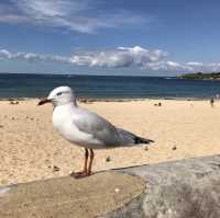 Sydney Coastal Walks