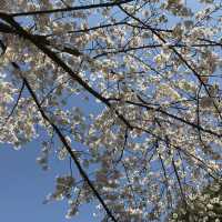 《上野》日本櫻花最前線♡上野花園神社百花齊開