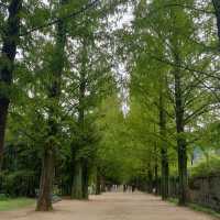 Damyang Metasequoia Land 