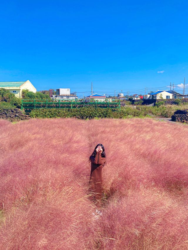 제주 핑크뮬리 명소 : 북촌에가면 