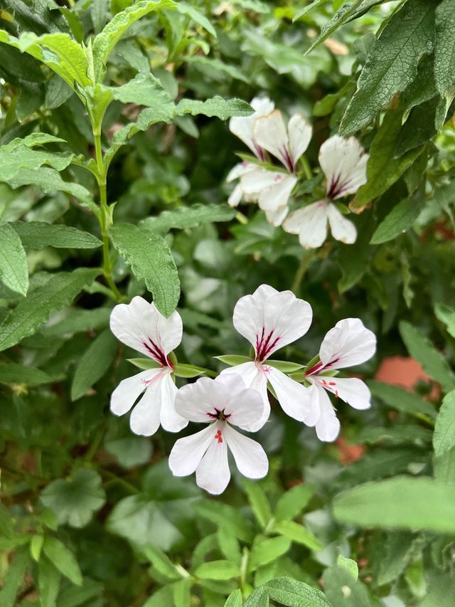 Admiring Nature’s Beauty inside Flower Dome