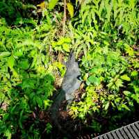 The Macritchie Petai Trial - Photo Ed