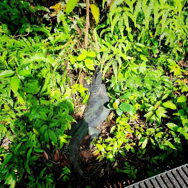 The Macritchie Petai Trial - Photo Ed