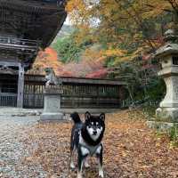 約3000本の樹林が色づく絶景