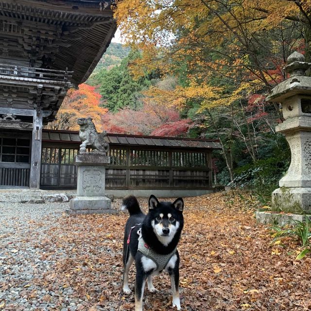 約3000本の樹林が色づく絶景