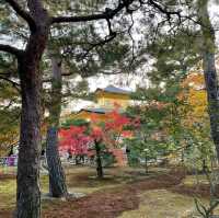 Kinkakuji - The Golden Pavilion of Kyoto