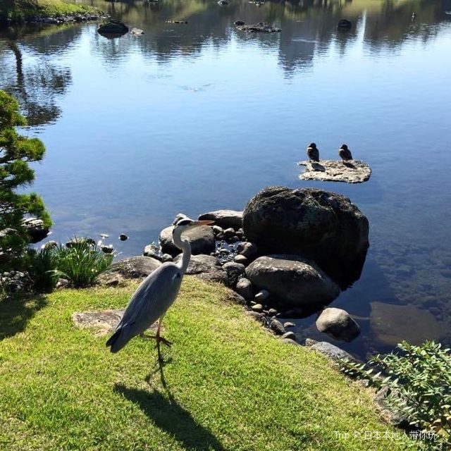 旅遊推介 福岡熊本-水前寺成趣園