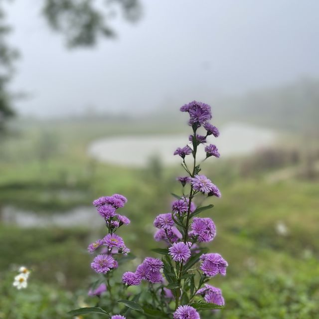 สวนคุณปู่ ผาหมี