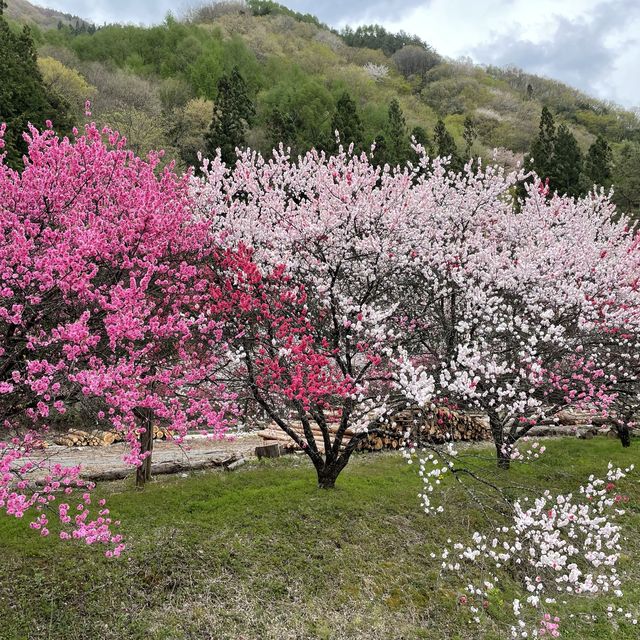 花桃の里