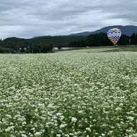 岐阜県中津川市　蕎麦の花