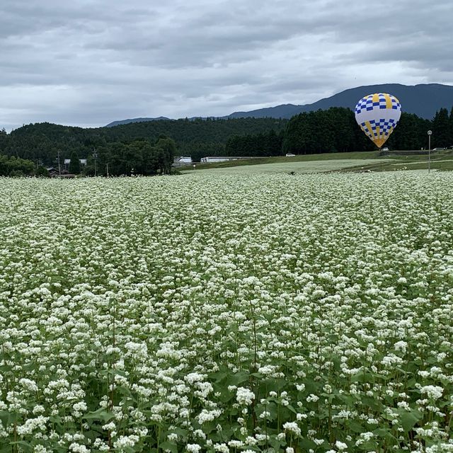 岐阜県中津川市　蕎麦の花
