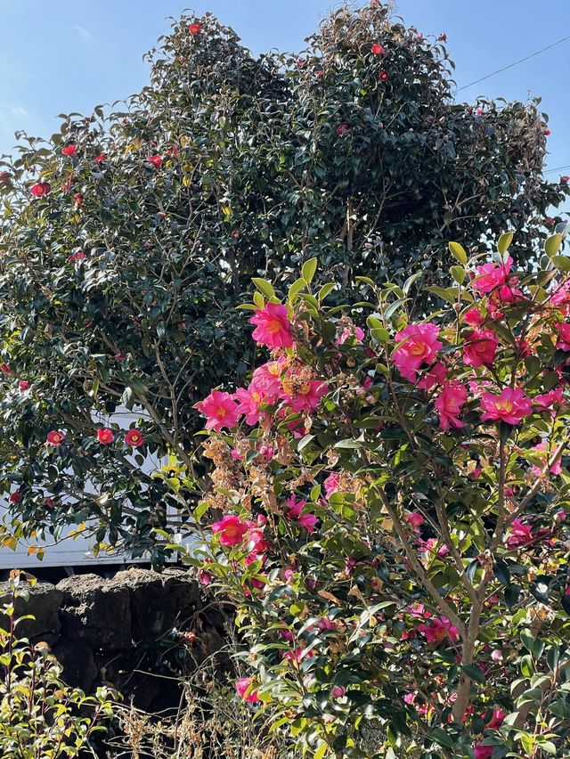 동백은 역시 서귀포 위미🌺
