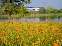 🏵️ ทุ่งดอกคอสมอส CMU FARM 🏵️