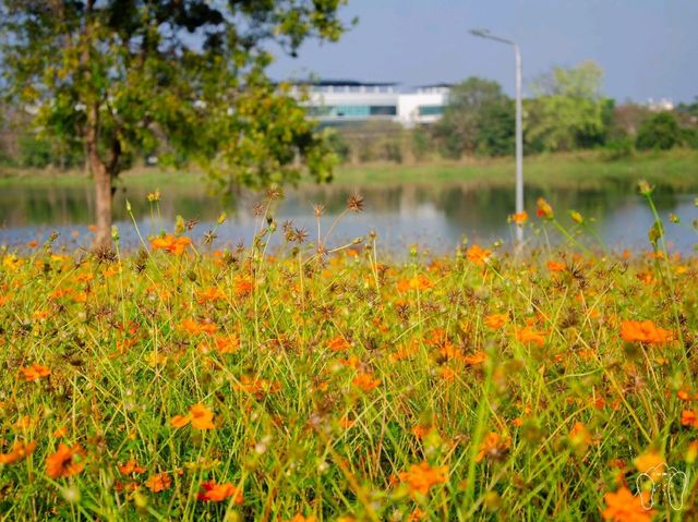 🏵️ ทุ่งดอกคอสมอส CMU FARM 🏵️