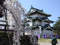 【桜まつり】弘前公園