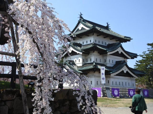 【桜まつり】弘前公園