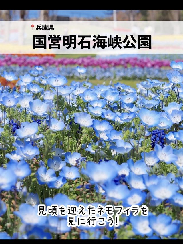 絶景！GWが見頃のお花畑スポット7選