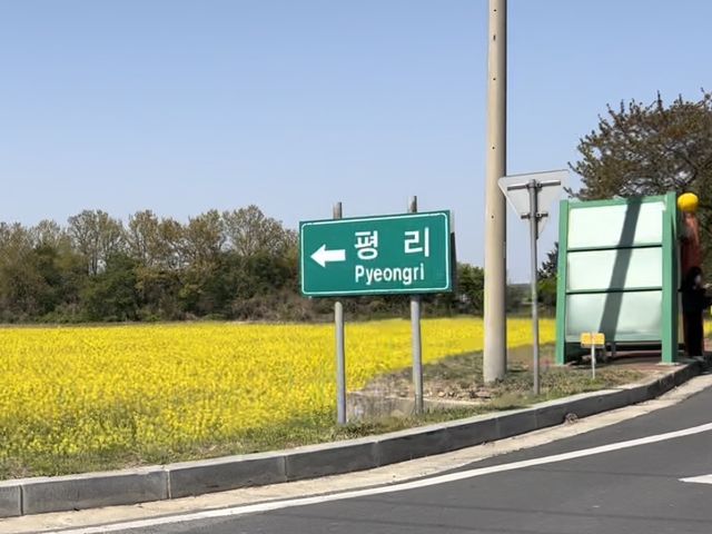 영암 유채꽃 축제