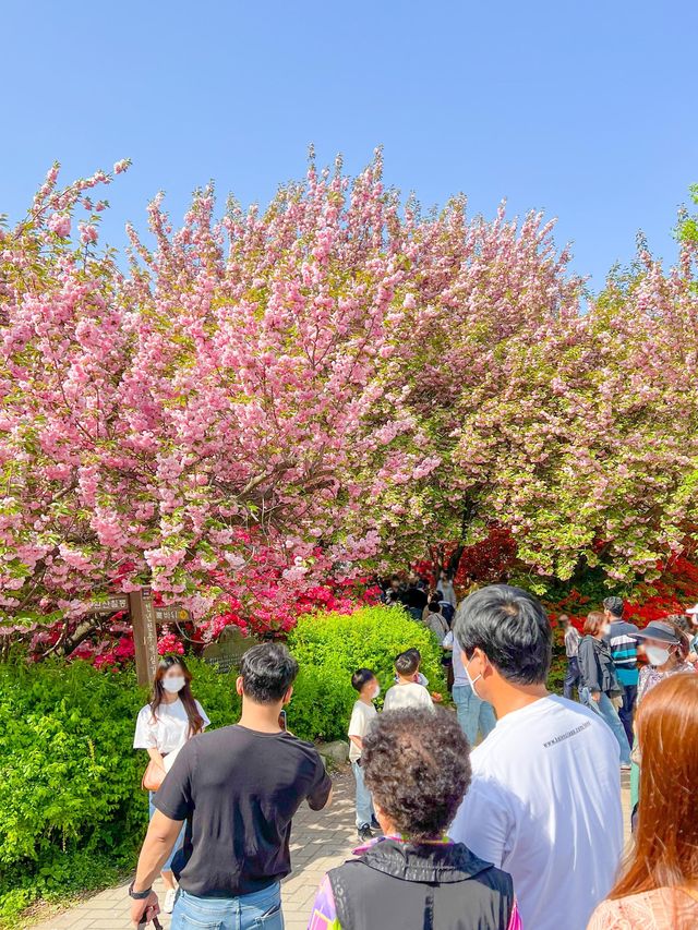 전주 '완산칠봉꽃동산' 겹벚꽃 만개