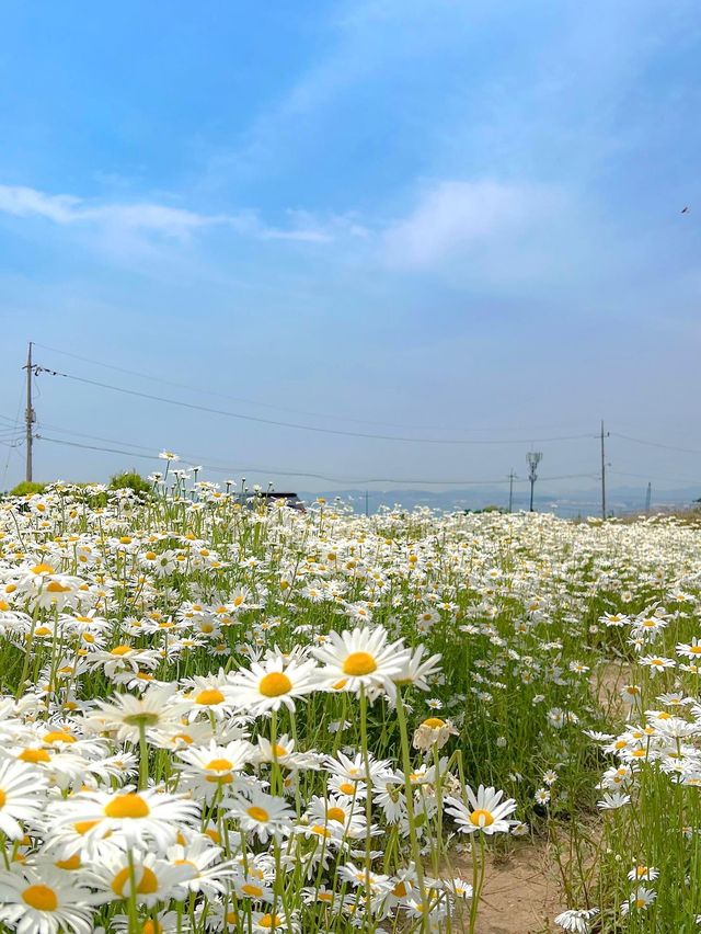 울산 데이지꽃 맛집