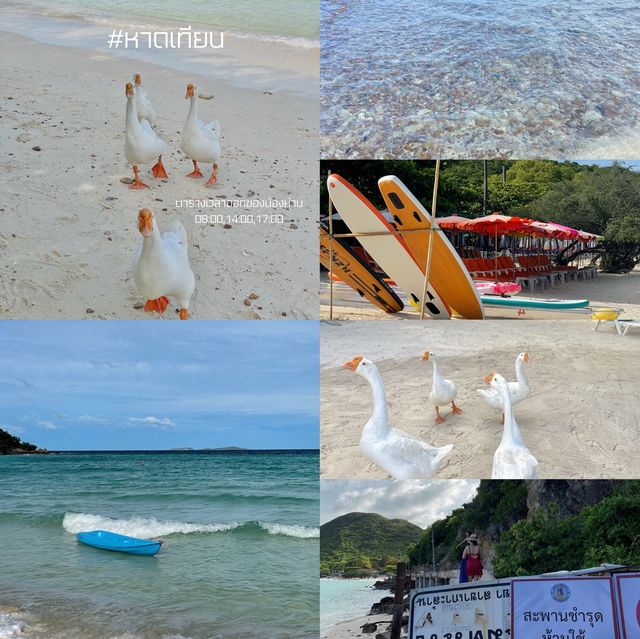 รีวิวเกาะล้านฉบับคนมีเวลาน้อย🌊🏝 #20ชั่วโมงบนเกาะ