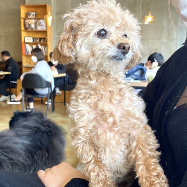 반려견과 함께 할 수 있는 카페 🐶 원주 왈왈이 애견카페