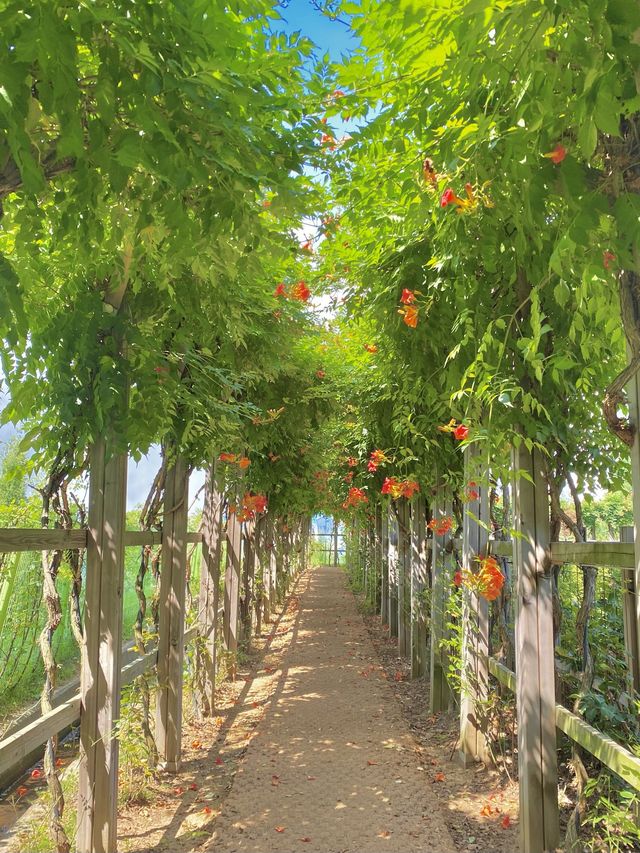 인천에 있는 능소화 터널 🧡