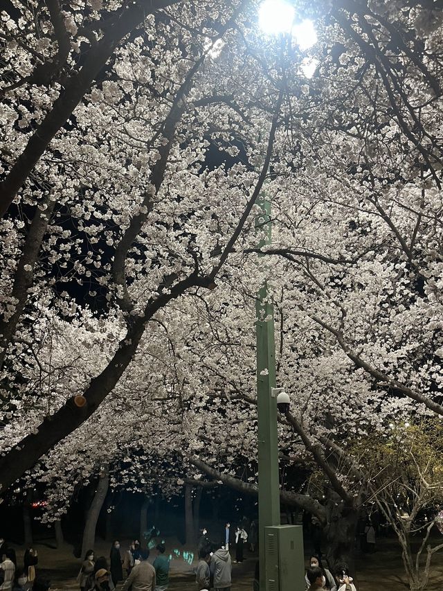 경주 야경이 아름다운 '동궁과 월지' 🎑