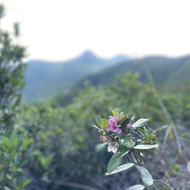 🚙⛰駕車行山好選擇 — 龍蝦灣郊遊徑