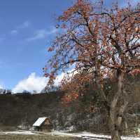 🛖 被白雪覆蓋的童話村 — 岐阜 白川鄉