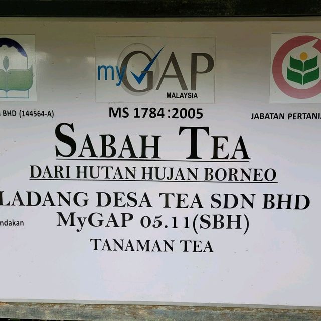 SABAH TEA