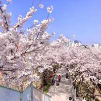 🌸보라매공원에서 도림천까지 이어진 ‘신대방벚꽃길’